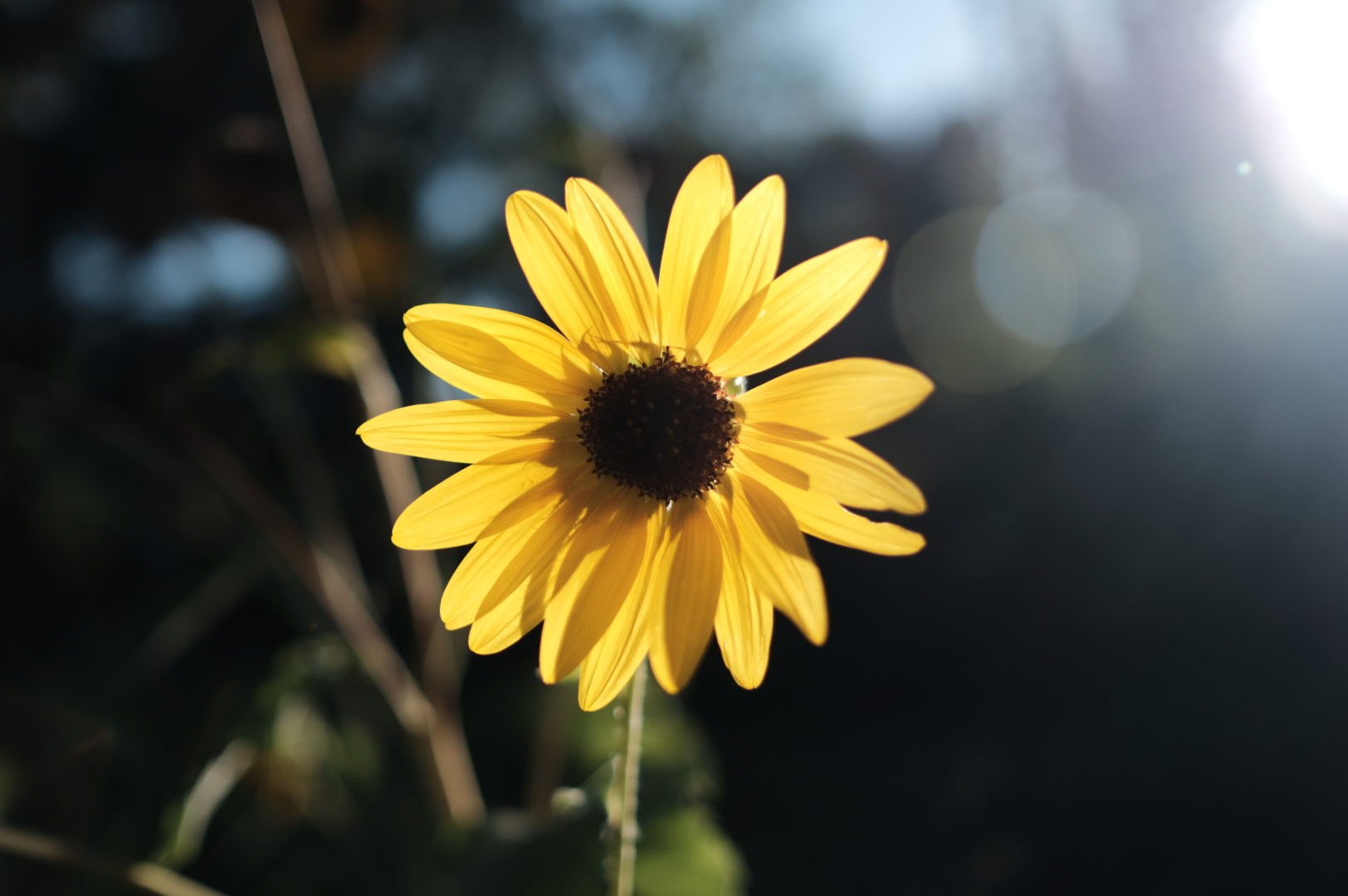 A sunflower is illuminated by the sun shining bright behind it.