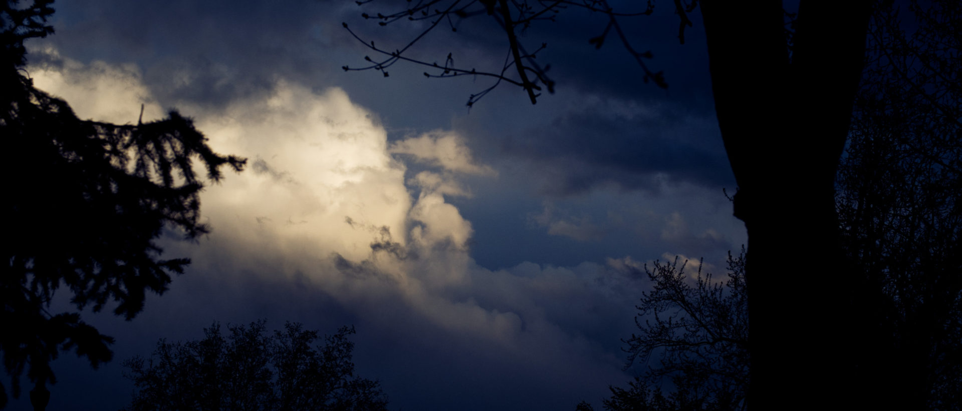 Highlighted clouds while looking through darkened trees